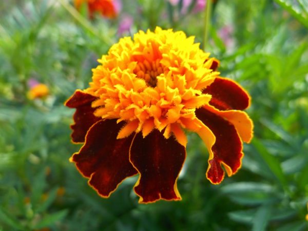 Wanneer goudsbloemen planten voor zaailingen in 2019