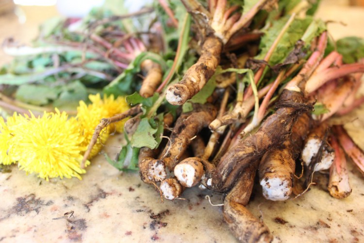 Dandelion root