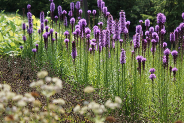 Liatris spikelet