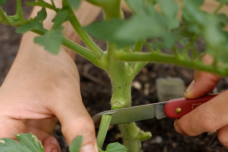 Moet ik bladeren van tomaten plukken