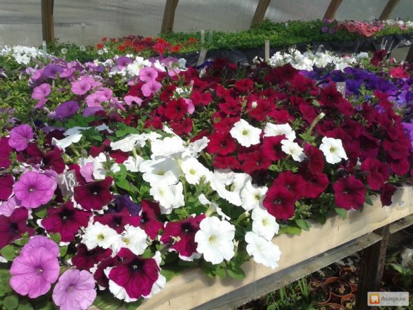 ampel petunia