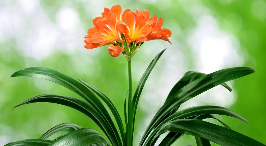 Clivia cinnabar