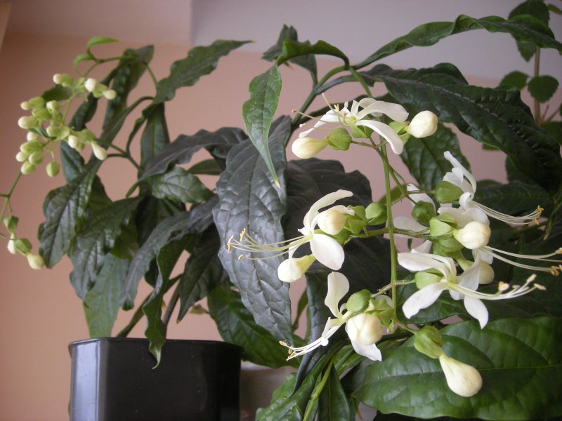 Clerodendrum Prospero