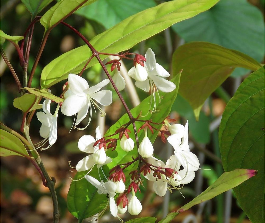 Clerodendrum Schmidt