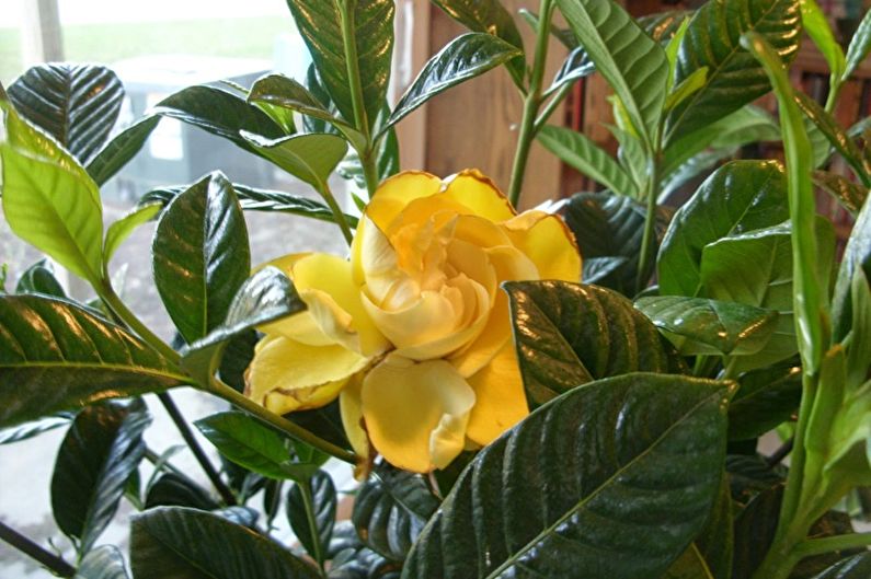 Gul gardenia