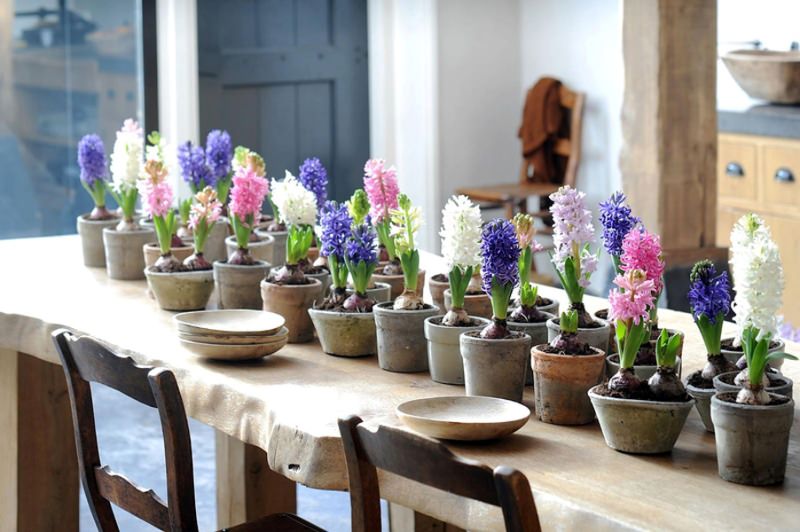 Mga Hyacinths