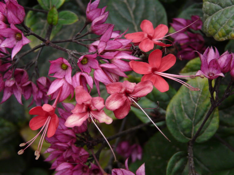 Clerodendrum Specosum