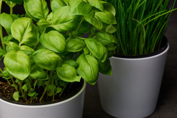 Ang mga lihim ng lumalagong malusog na basil sa bahay