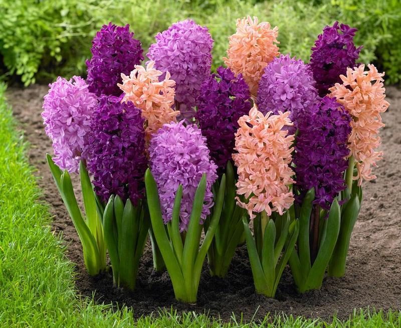 Hyacinth