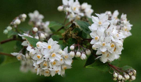 Deutzia