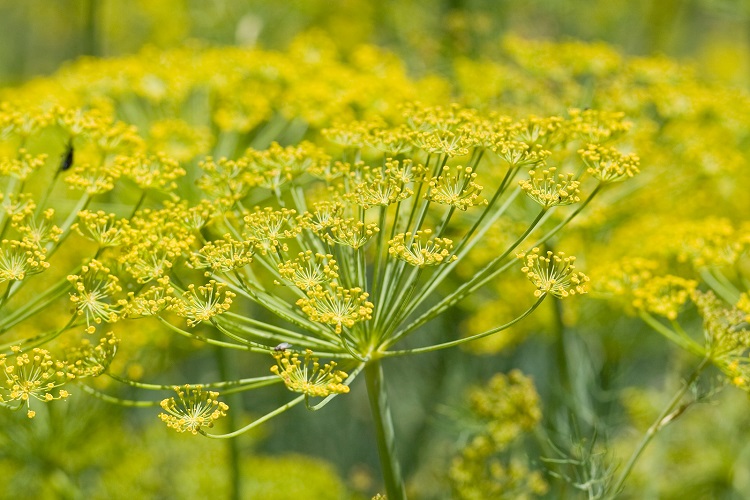 Fennel herbs