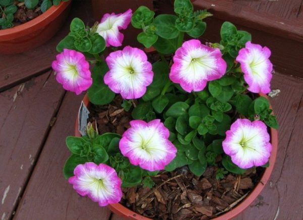 Floribunda petunia