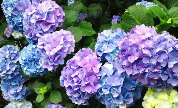 hydrangea