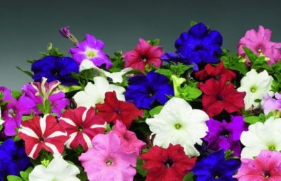 storblomstret petunia i gryter