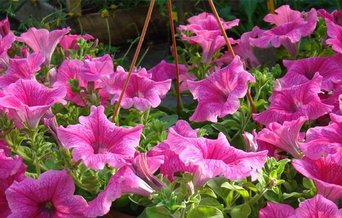 petunia-plante