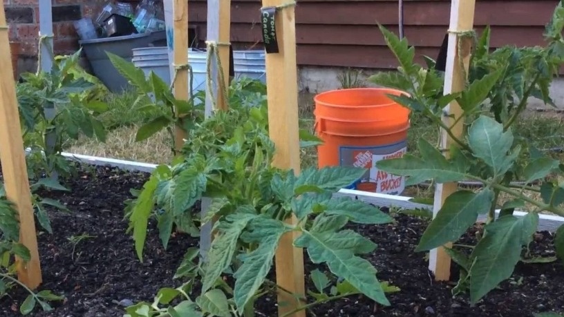 bemesting tomaten in een kas