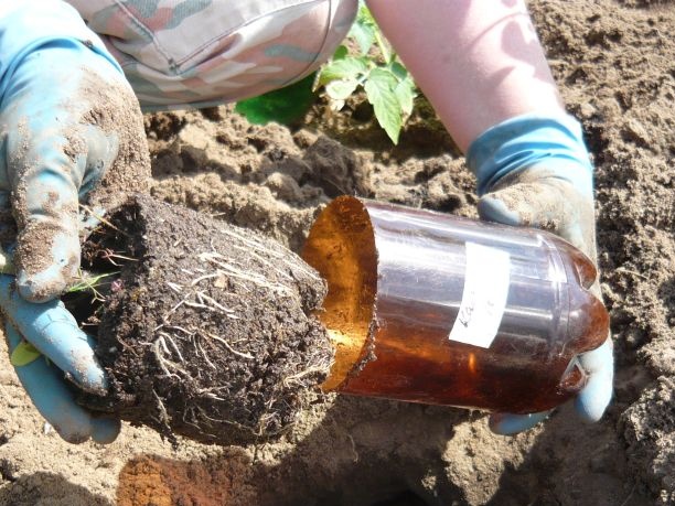 het planten van tomatenzaailingen in open grond