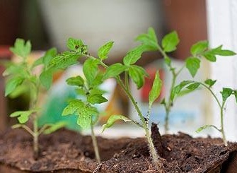 tomatplanter