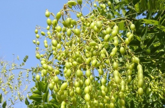 sophora