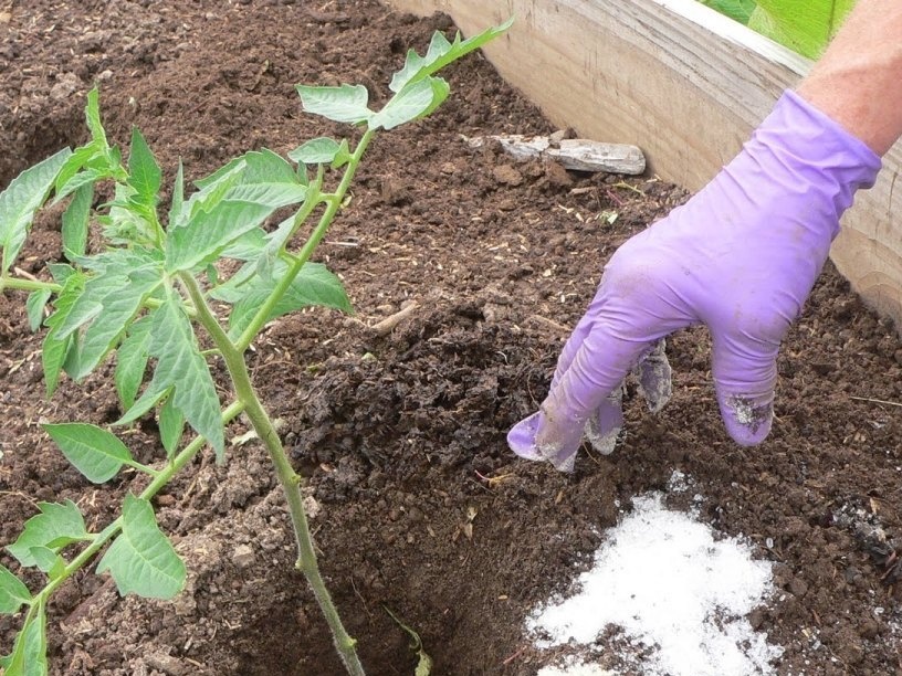 tomaten bemesten met zout