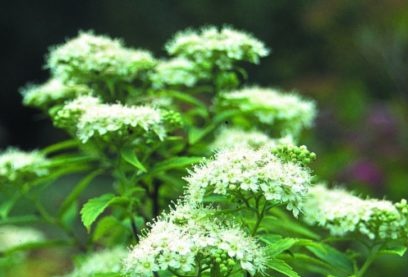 Spirea