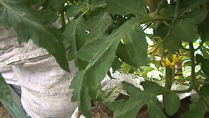 Cultivo De Tomates Em Sacos Instru Es Passo A Passo Como Plantar E Colher Coment Rios