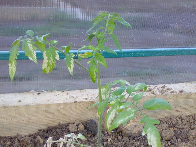 mga kamatis sa greenhouse