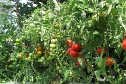 in zakken verpakte tomaten