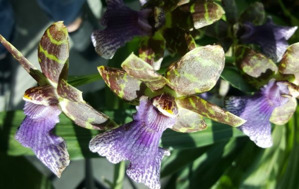 Orchidee Zygopetalum