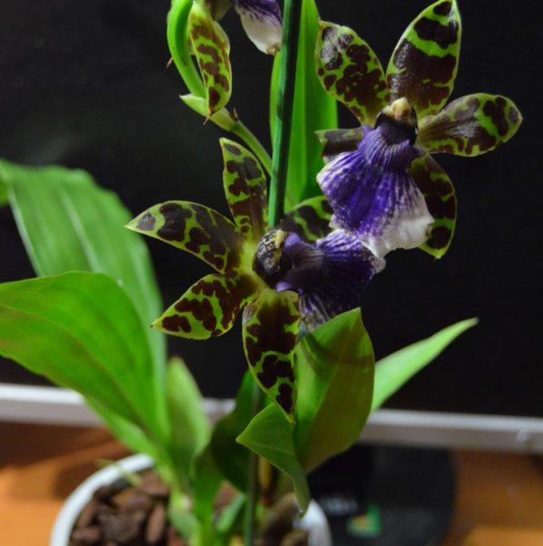 Orkide Zygopetalum