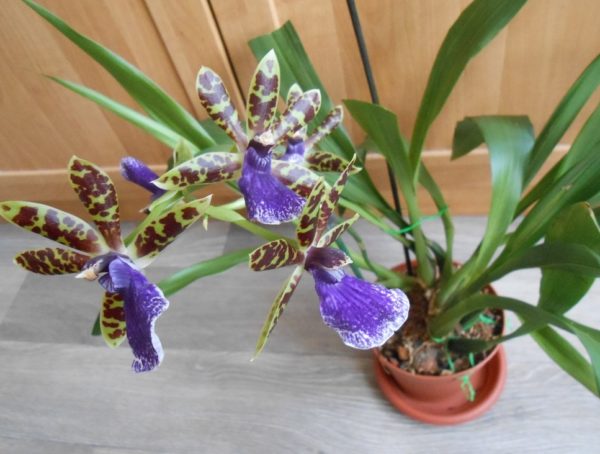 Orkide Zygopetalum