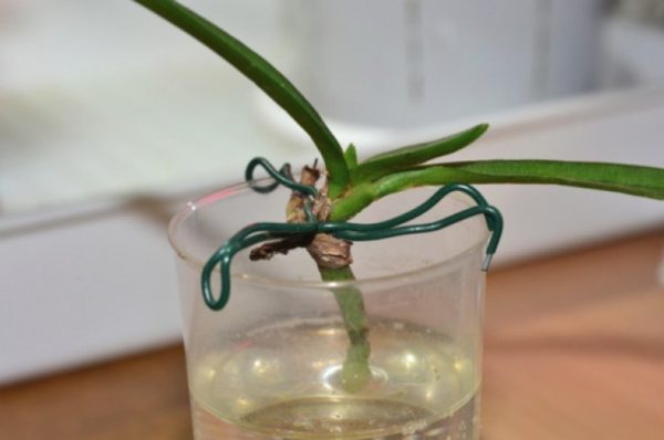 Orchidee in een glas