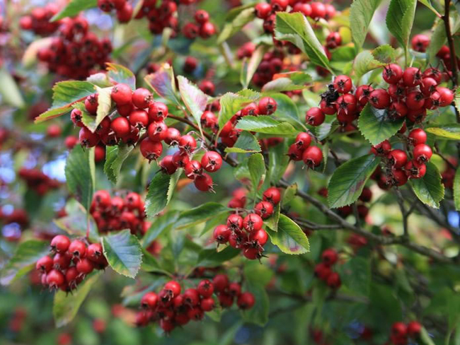 Hawthorn para sa buhok