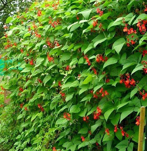 pandekorasyon beans