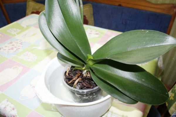 Orchidee bloeit niet