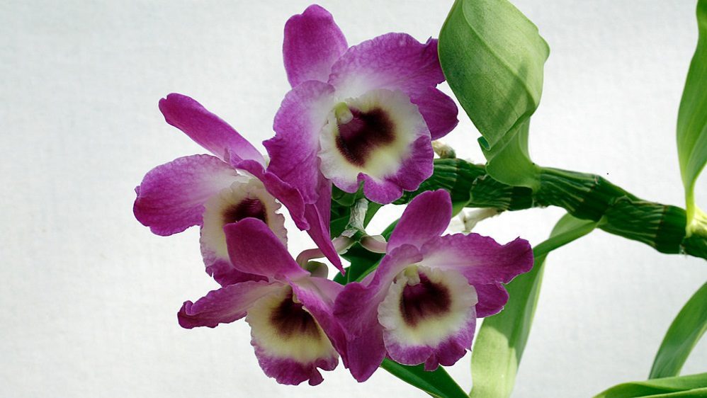 Orchid Dendrobium Nobile