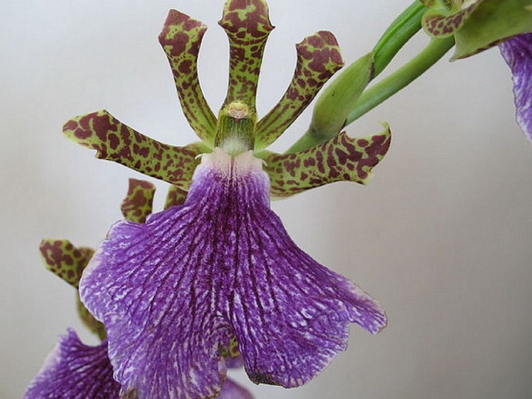 Orchid Zygopetalum