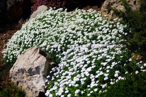 Iberische groenblijvende, Iberissempervirens