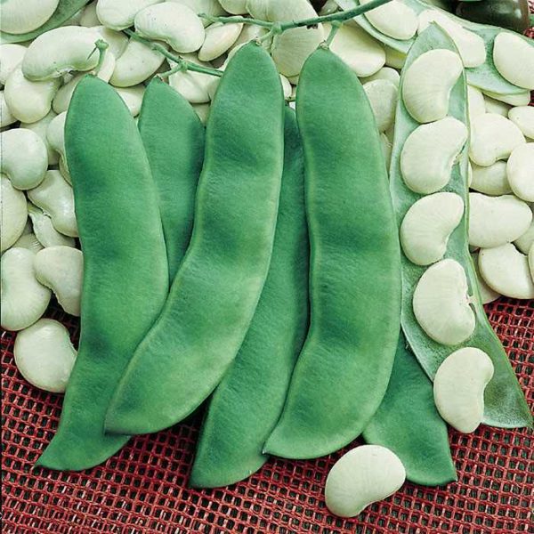 limang beans