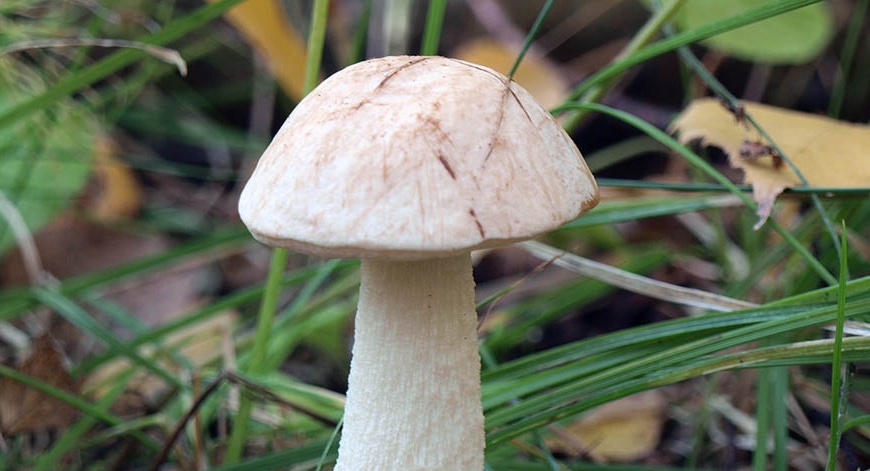 Boletus White