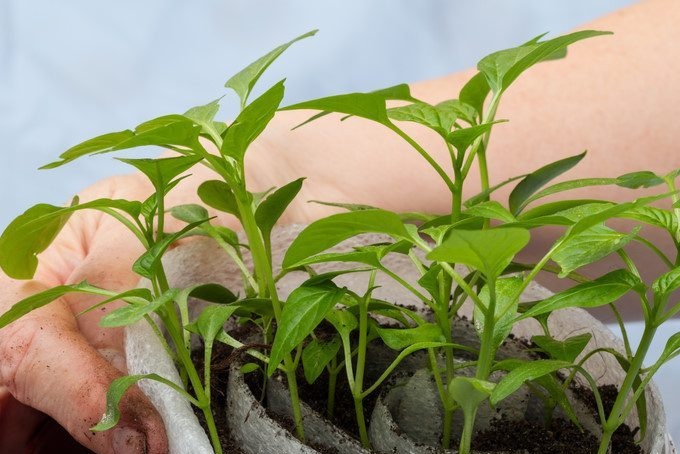 Frøplanter tomatskall