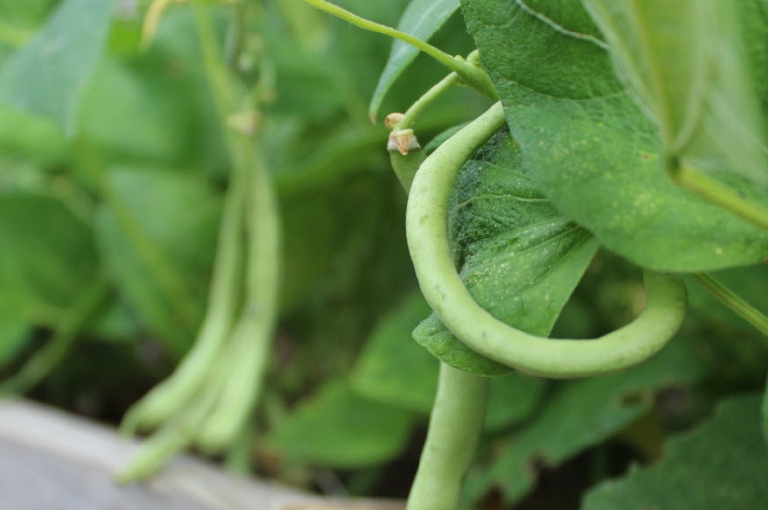 asparagus beans