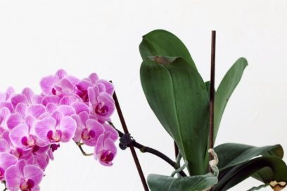 Blomstring av orkide Phalaenopsis