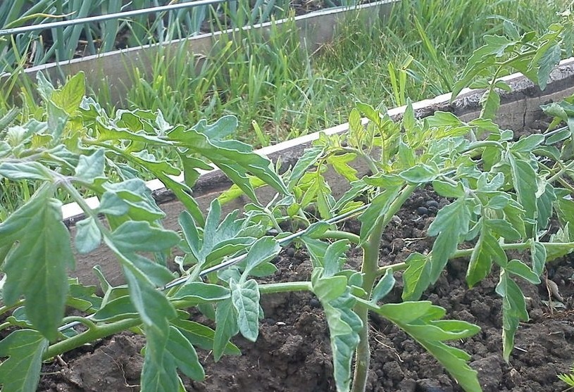 tomaten groeien