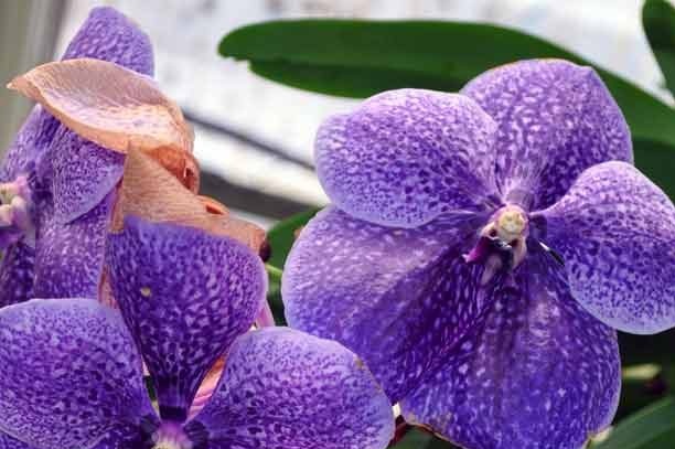 Orchid Wanda