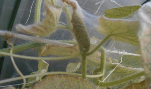 spider mite sa mga pipino