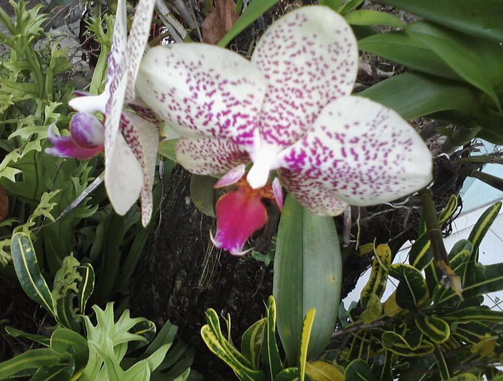 Katten in orchideeën