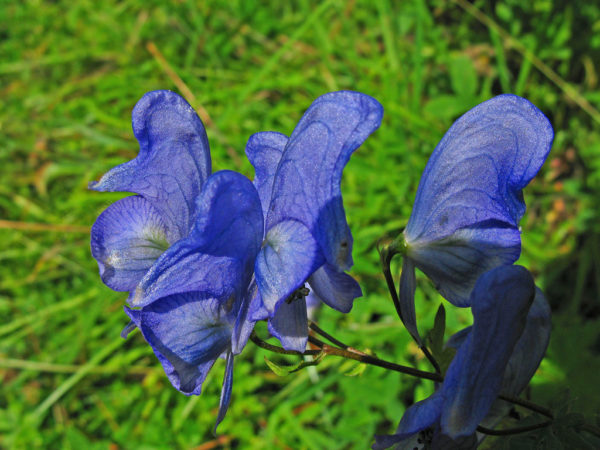 Aconite Nosy