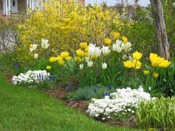 arabis en tulpen