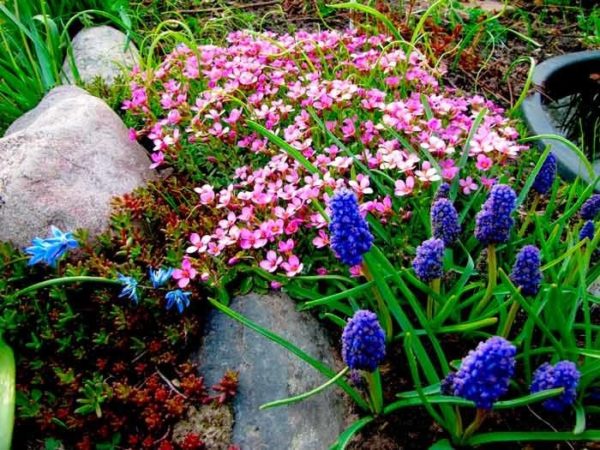 arabis at asul na bulaklak